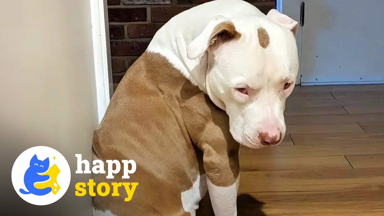 Эта собака много лет была бездомной, и теперь боится выходить на улицу | HAPP