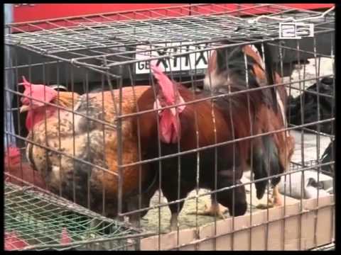 ნათლობის ცერემონბია და მამლის მიყვანის ტრადიციები ნათლისღების დღესასწაულზე