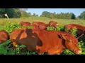 Cow mob destroying cocklebur field.