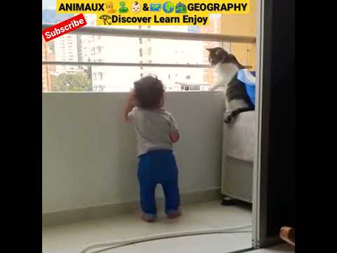 A cat protects