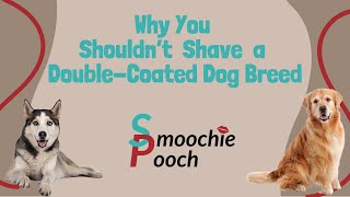 Why You Shouldn't Shave a DoubleCoated Dog Breed