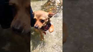 Bambi Can Swim #dog #puppy #nature #pets #animals