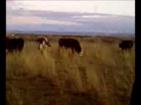 Cow feeding on the farm