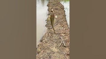 Hôm nay câu trúng ổ cá rô đồng khủng