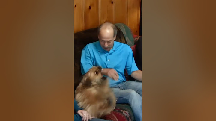 An Overprotective Tibetan Terrier With Trust Issues #aggressive #dog #dogtrainer