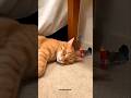 Maza aya kitty 🤣 #funny #trending #cat