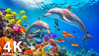 สีสันแห่งมหาสมุทร (4K ULTRA HD) 🐬 สัตว์ทะเล 4K ที่ดีที่สุดเพื่อการพักผ่อน #26