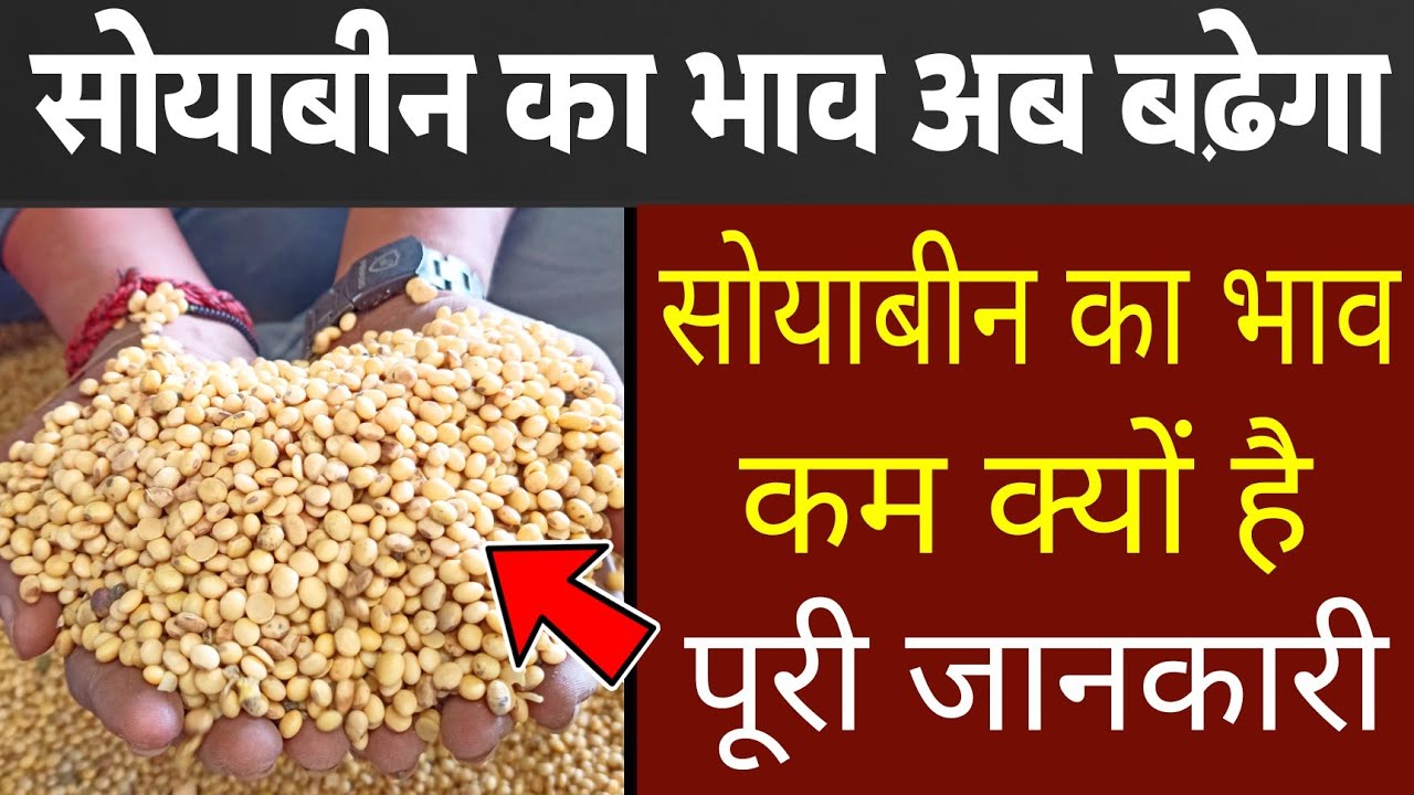 Ujjain mandi soyabin l 17 December2023 soyabin rate Today l Ujjain Mandi soybean bhav aaj ka