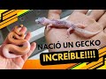 Nos nació un gecko INCREIBLE!!! / Ya salieron 3 puestas de Pitón bola