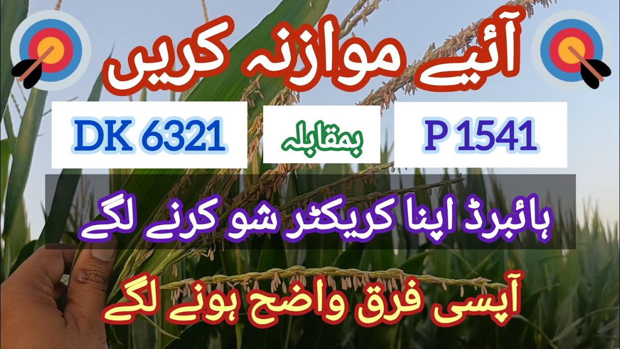 Maize hybrid comparison Dk6321 & P1541(new) clip#7 Pollination in process ||@agritalksbysaadat