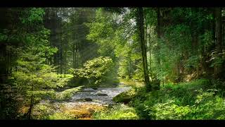 Звуки природы. Прогулка по лесу/ Sounds of nature. A walk in the forest