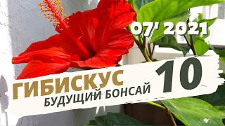 Гибискус — обрезка, пересадка в пеностекло. Как сделать бонсай. Часть 10 | Июль 2021