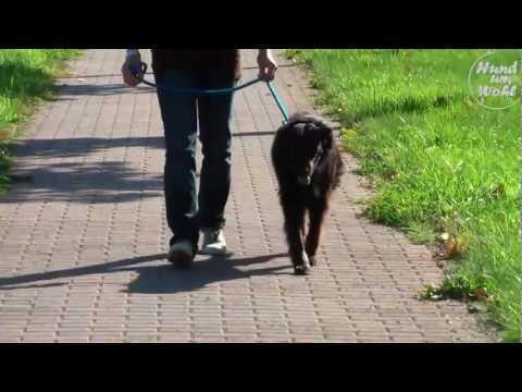 Video: Hjerteblokering Eller Ledningsforsinkelse (venstre Bundt) Hos Hunde