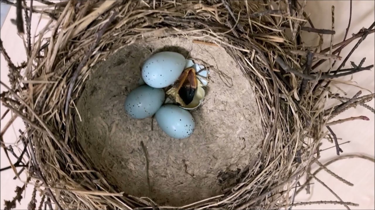 PTÁCI- úvod (7. třída)