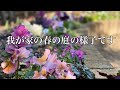 【ガーデニング】～我が家の春の庭～