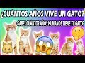 ¿Cuántos Años Vive Un Gato? | Tabla De Equivalencia En Años Humanos - SiamCatChannel