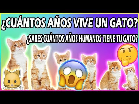 ¿Cuántos Años Vive Un Gato? | Tabla De Equivalencia En Años Humanos - SiamCatChannel