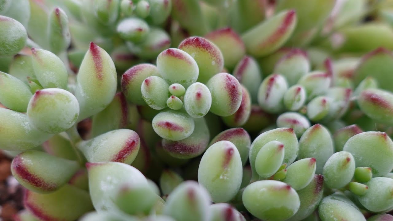 ペンデンス　抜き苗① 多肉植物 コチレドン ペンデンス 抜き苗 - メルカリ