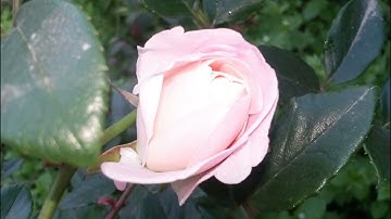 Surate Anissa by Ahmed Noufays سورة النساء أحمد النفيس