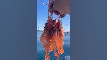 Washington State - Spot Shrimp #hoodcanal #saltwater #spotshrimp #spotprawns #pnw #fyp