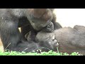 シャバーニ、キヨマサ、アニー、アイ、ネネ 達の 大騒動 2 Gorilla's funny actions and gestures Annie Kiyomasa Shabani Ai Nene