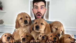 Taking All The Puppies to The Hospital! | Episode 24