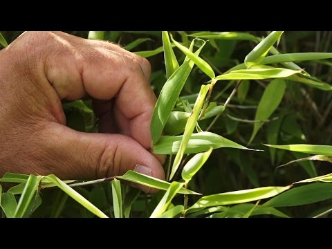 De bamboe: Hoe verzorg je de bamboe? | Tuinmanieren