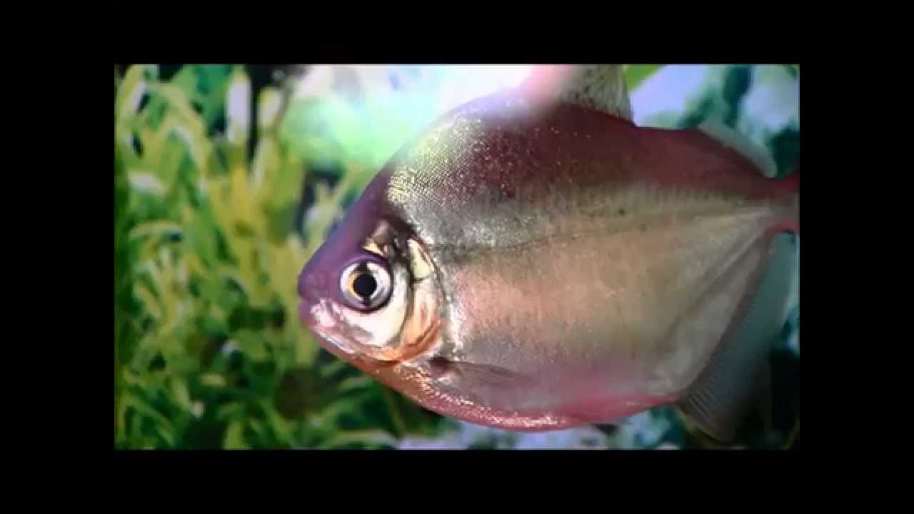 Peria Fish Peoria Zoo Silver Dollar Fish - YouTube