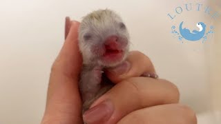 A Diseased Otter was Born. 【Cleft Lip】