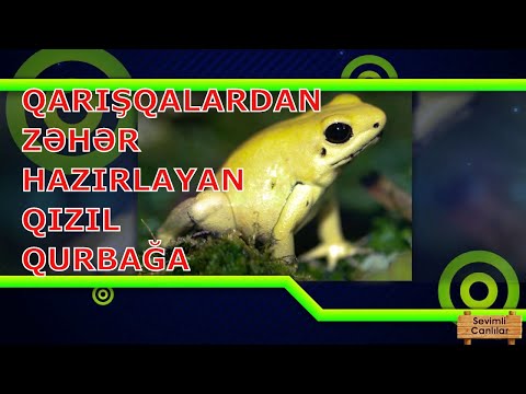 Video: Qurbağa nə yeyir? Qurbağaların növləri. Təbiətdə qurbağa