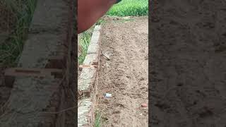 snake fighting 💯