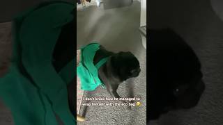 I can’t explain what happened here #doglover #pug #funnydogs #dogshorts