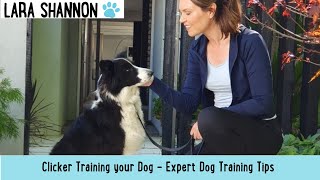 How to clicker train your dog - Expert dog training tips by Lara Shannon 164 views 2 years ago 3 minutes, 6 seconds