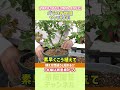 【バラの育て方】春バラ開花シーズン到来目前！バラのお世話やってみよう。/【公式】京阪園芸チャンネル #バラ #rose #roselover #ガーデニング #shorts