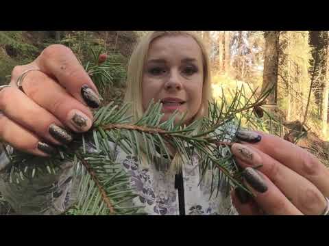 Wideo: Czy możesz uprawiać rośliny w pniu drzewa?