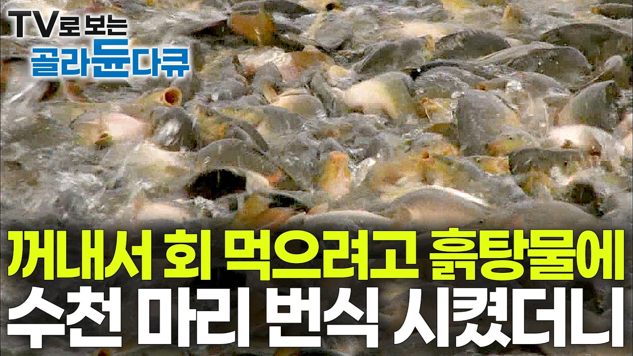 “회로 잡아먹으려고 들여온 외래종” 주택가 옆 논밭 흙탕물에 바글바글 물고기 떼의 정체｜서울 사람들은 잘 모른다｜꺼내서 바로 먹는 민물생선｜향어 양식장｜극한직업｜#골라듄다큐