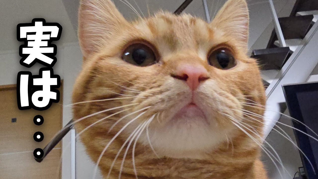 不調が治った日にきた、細くて綺麗な猫目ルチルたん！ A fluffy cat who is not satisfied unless he is 