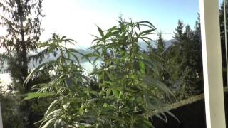 Bubblemans Garden update