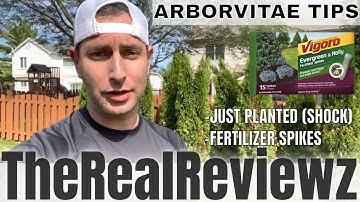 ARBORVITAE TIPS & TRICKS| EVERGREEN | PLANTING |