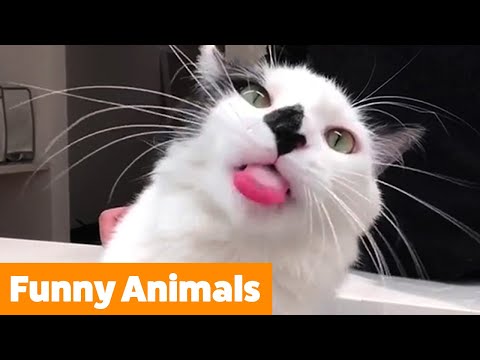 Cute Silly Animals | Funny Pet Videos