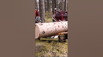 ATV Timber Logging | Polaris Sportsman #shorts #atv  #polaris #chainsaw #logging