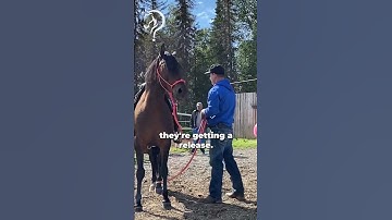 Quick Tips On Working With A Sensitive & Explosive Horse! Part 7 | The Horse Guru - Michael Gascon