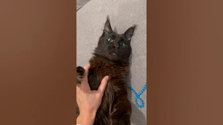 Video 10616491: mainecoonlovers mainecoons cat, mainecoon black cat