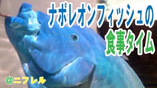 かんさいアニマルズ ナポレオンフィッシュのお食事タイム ニフレル Youtube かんさいアニマルズ ナポレオンフィッシュのお食事タイム ニフレル Youtube