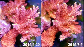 G4 app control led aquarium light test and review