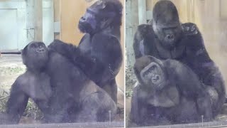 仲直りしよ？父親に怒られて、お尻を見せて謝るゲンタロウ⭐️ゴリラ Gorilla【京都市動物園】Gentaro shows his butt to his father and apologizes.