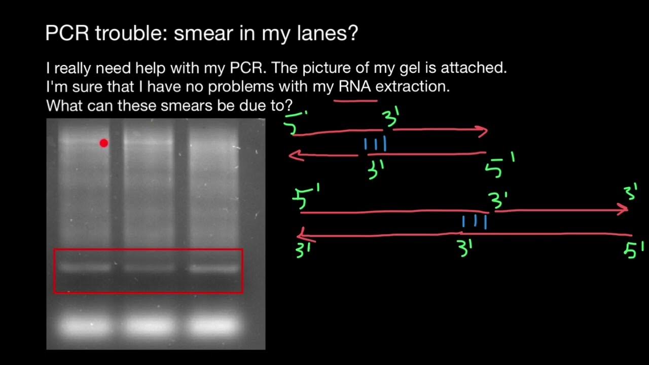 Primerdimers YouTube