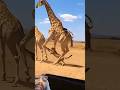 사파리에서 기린을 지키는 수컷의 반격Male Giraffe Defends the Female#cheetah#giraffe #safari