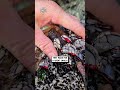 Harvesting goose barnacles 😲🐚                                🎥: Ismail jlaida via ViralHog
