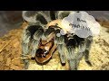 Tarantula Feeding Video #20 ~ Hungry Spooiderss !!!